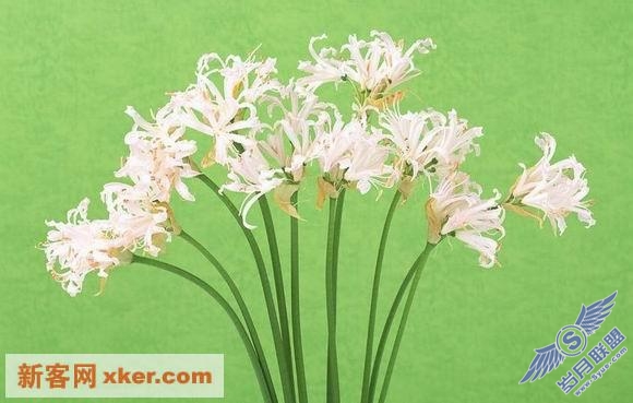 绝美鲜花 