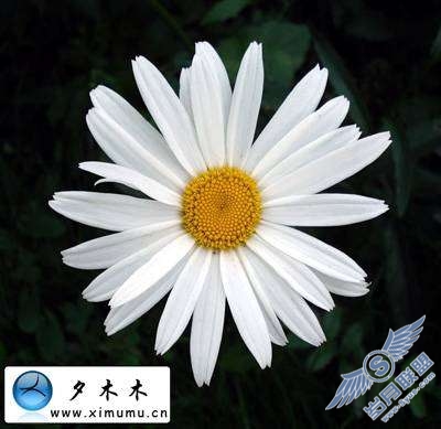 Photoshop文字特效:制作2010花纹装饰的3D文字【图】_