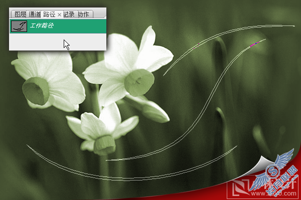 Photoshop处理照片:花卉照片添加光线