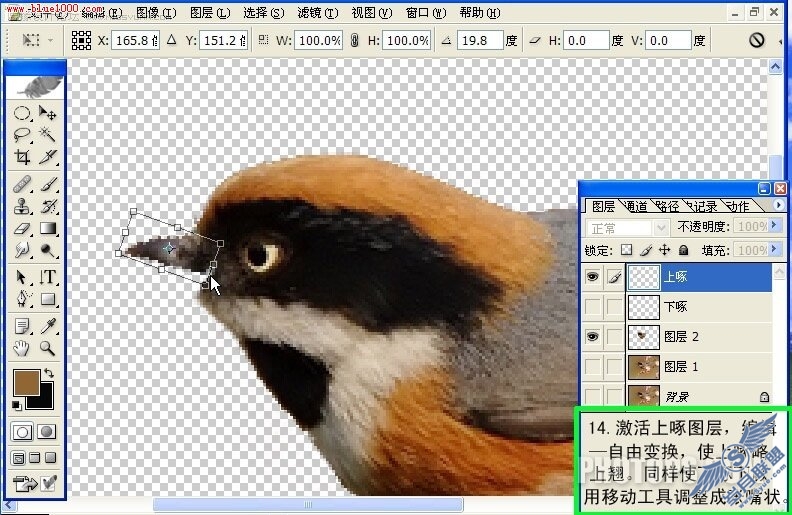 Photoshop制作小鸟鸣叫时的动作