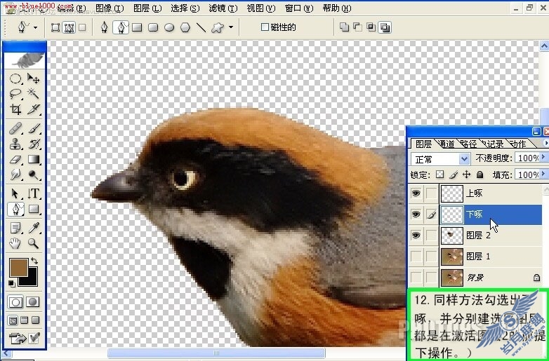 Photoshop制作小鸟鸣叫时的动作