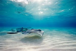 Photoshop打造清新的水果海底效果