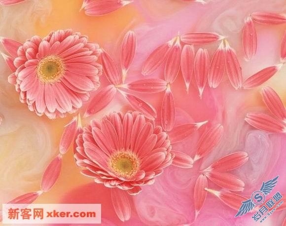 绝美鲜花 