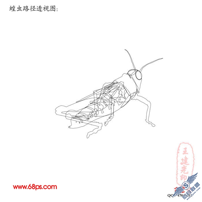 PhotoShop鼠绘超真实的蝗虫