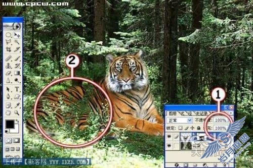 Photoshop图片合成实例:放虎归山_天极设计在线整理转载