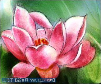 Painter手绘荷花水彩画_天极设计在线转载