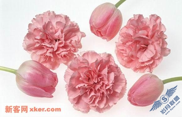 绝美鲜花 