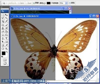 PhotoShop营造梦幻效果_神秘园中的精灵_天极设计在线整理转载