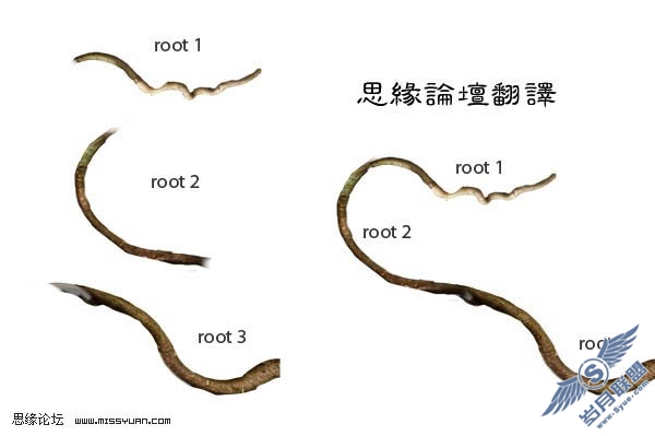 PS合成捆满树枝的美女