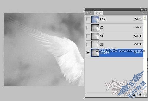 PhotoShop为宝宝添加梦幻天使翅膀
