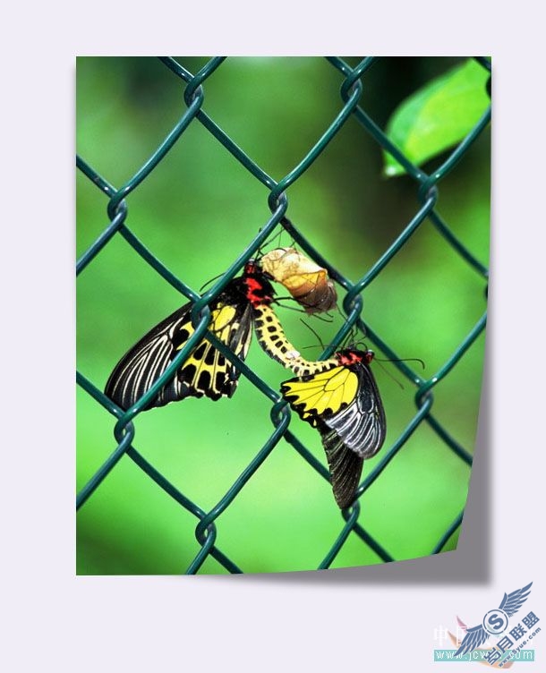 Photoshop初学者实例教程:简单打造照片立体效果