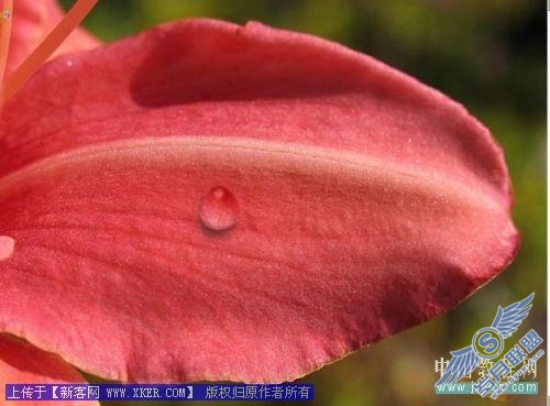 Photoshop给娇艳的花瓣增加透明露珠