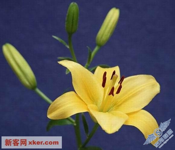 鲜花