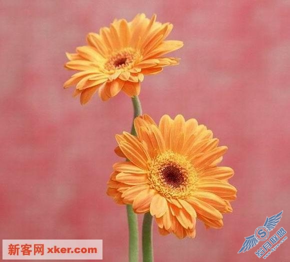 鲜花
