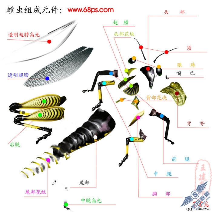 PhotoShop鼠绘超真实的蝗虫