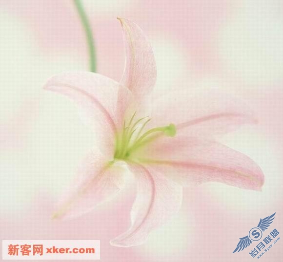 鲜花