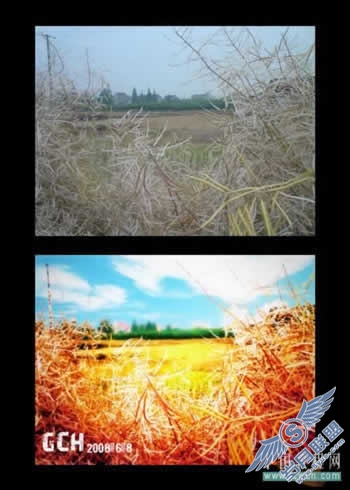 Photoshop调色教程:在那油菜丰收的时节