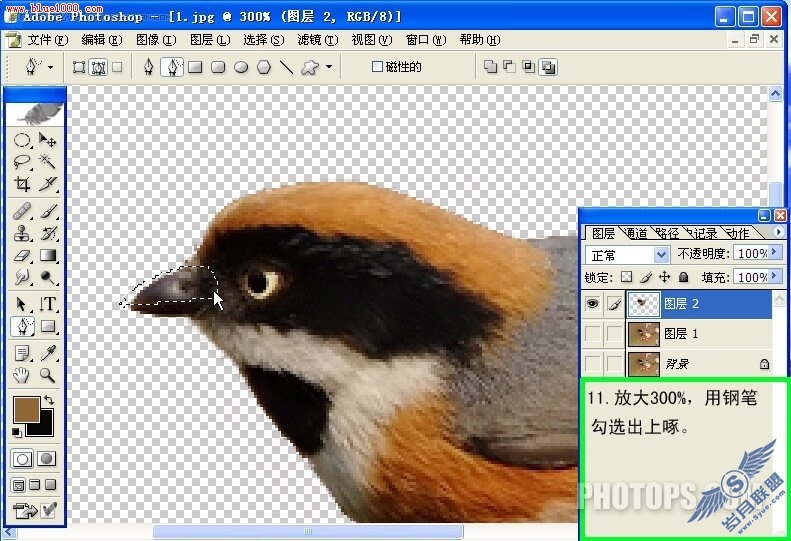 Photoshop制作小鸟鸣叫时的动作