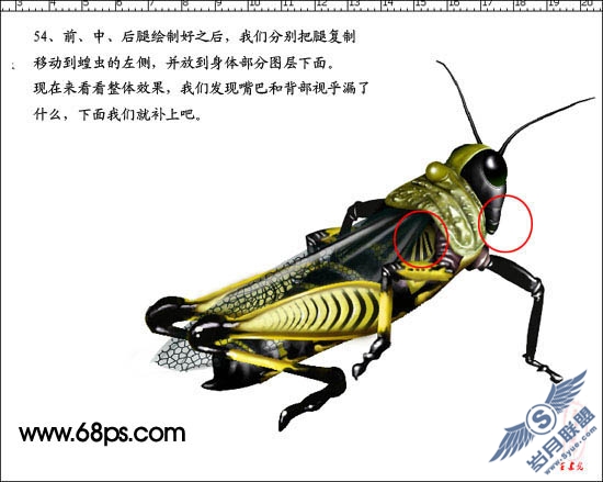 PhotoShop鼠绘超真实的蝗虫
