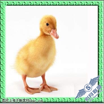 PhotoShop为小鸭制作画中画效果