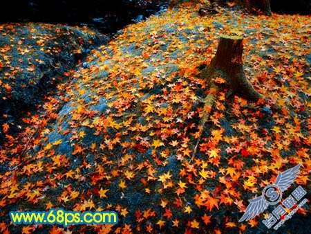 Photoshop制作橙黄色成片枫叶图【图】_