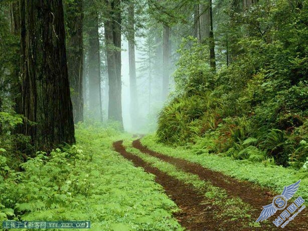 Photoshop打造暗红森林梦幻风景效果
