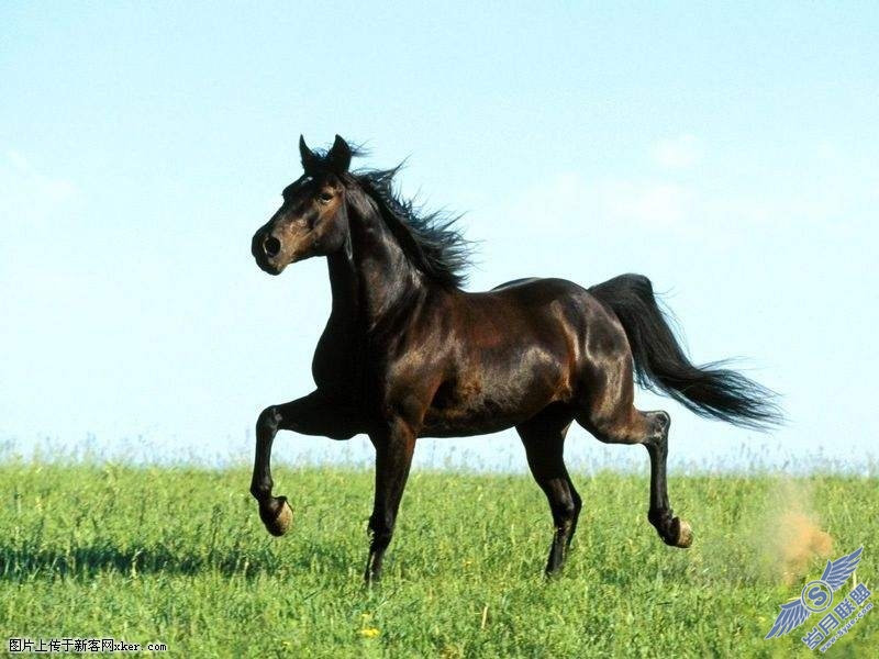 Photoshop合成简单熊熊燃烧的烈焰马和豹