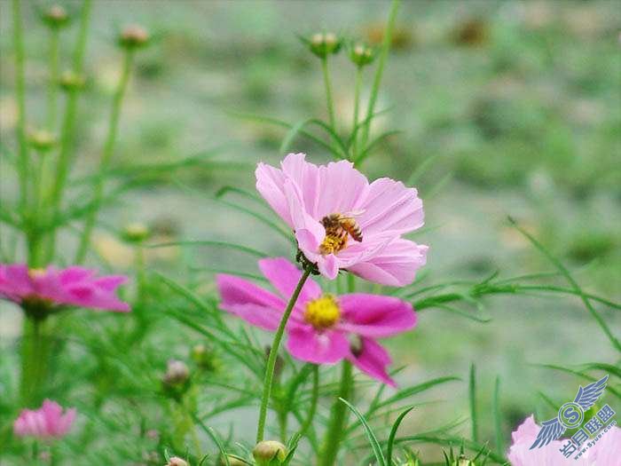 Photoshop调色:暗调花朵照片