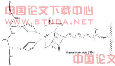 牙龈卟啉单胞菌菌毛蛋白fimA基因在大肠杆菌中的融合表达和纯化(一)