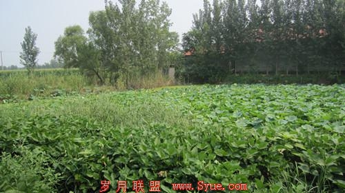 速途网探营——山东博兴县湾头村的“淘宝江湖”