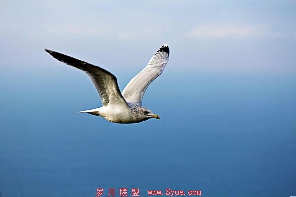 产品运营 果壳网