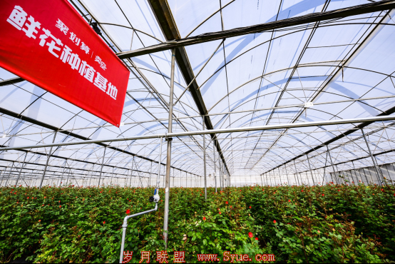 聚划算高端鲜花又卖光了!情人节包月鲜花火爆下沉市场679.png