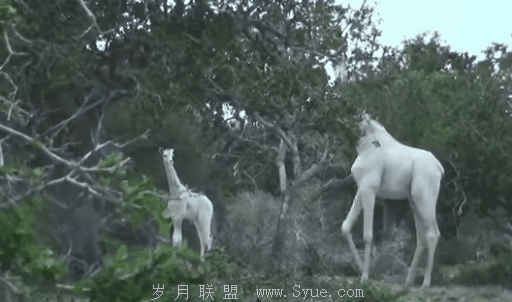 肯尼亚惊现白色长颈鹿 宛如天上来