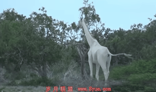 肯尼亚惊现白色长颈鹿 宛如天上来