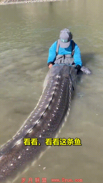 加拿大渔民捕捞到3米百岁巨型鲟鱼:近距离看很震撼